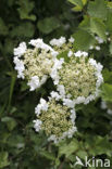 Gelderse roos (Viburnum opulus)