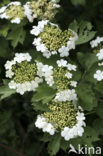 Gelderse roos (Viburnum opulus)