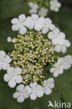 Guelder Rose