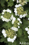 Gelderse roos (Viburnum opulus)