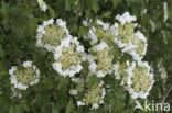 Guelder Rose