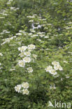 Gelderse roos (Viburnum opulus)