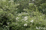 Gelderse roos (Viburnum opulus)