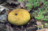 Gele aardappelbovist (Scleroderma citrinum)