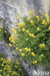 Yellow Corydalis (Pseudofumaria lutea)