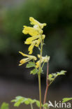 Gele helmbloem (Pseudofumaria lutea)