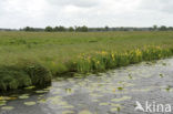 Gele lis (Iris pseudacorus)