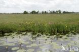 Gele lis (Iris pseudacorus)