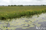 Gele lis (Iris pseudacorus)