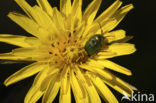 Gele morgenster (Tragopogon pratensis ssp. pratensis)