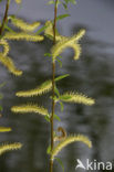 golden weeping willow (Salix x chrysocoma )