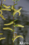 Gele treurwilg (Salix x chrysocoma )