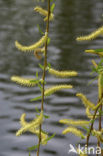 golden weeping willow (Salix x chrysocoma )