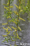 golden weeping willow (Salix x chrysocoma )