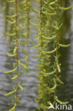 golden weeping willow (Salix x chrysocoma )