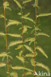 golden weeping willow (Salix x chrysocoma )