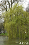 golden weeping willow (Salix x chrysocoma )