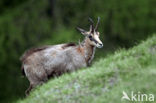 Chamois (Rupicapra rupicapra)