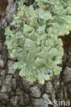 Parmelia subrudecta