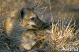 Gevlekte hyena (Crocuta crocuta)