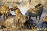 Gevlekte hyena (Crocuta crocuta)