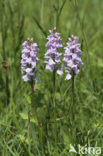 Gevlekte orchis (Dactylorhiza maculata) 