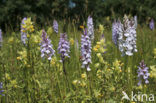 Gevlekte orchis (Dactylorhiza maculata) 