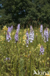 Gevlekte orchis (Dactylorhiza maculata) 