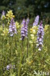 Gevlekte orchis (Dactylorhiza maculata) 