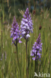 Gevlekte orchis (Dactylorhiza maculata) 