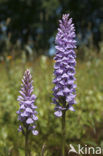 Gevlekte orchis (Dactylorhiza maculata) 