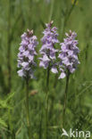 Gevlekte orchis (Dactylorhiza maculata) 