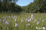 Gevlekte orchis (Dactylorhiza maculata) 