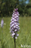 Gevlekte orchis (Dactylorhiza maculata) 