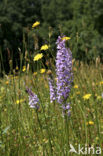 Gevlekte orchis (Dactylorhiza maculata) 