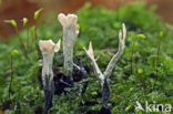 Geweizwam (Xylaria hypoxylon)