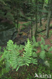 Gewone eikvaren (Polypodium vulgare)