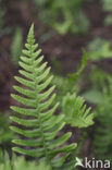 Common Polypody (Polypodium vulgare)