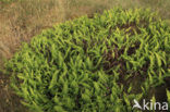 Common Polypody (Polypodium vulgare)