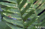 Common Polypody (Polypodium vulgare)