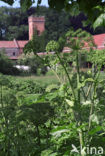 Gewone engelwortel (Angelica sylvestris)