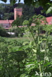 Gewone engelwortel (Angelica sylvestris)