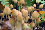 Gewone glimmerinktzwam (Coprinus micaceus)