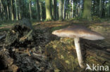 Gewone hertenzwam (Pluteus cervinus)