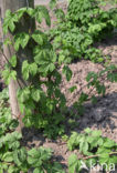 Common Hop (Humulus lupulus)