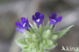 Gewone ossentong (Anchusa officinalis)