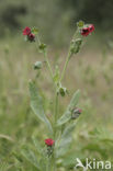 Gewone ossentong (Anchusa officinalis)