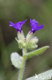 Gewone ossentong (Anchusa officinalis)