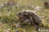 Gewone pad (Bufo bufo)