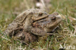 Gewone pad (Bufo bufo)